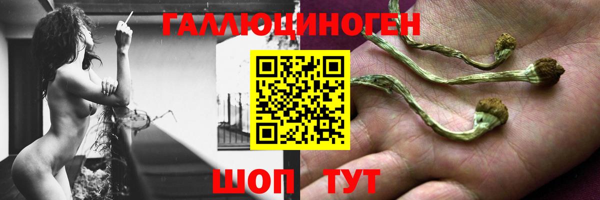 Псилоцибиновые грибы Psilocybe Фролово